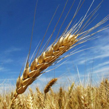 Miért fontos megérteni a gabonafélék “védekezési” mechanizmusait?