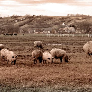 Táplálkozásunk alapja a régi Magyarországon