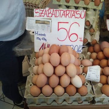 Szabadtartású tojás