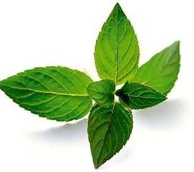 Borsmenta-olaj: a természetes görcsoldó (emésztéssel kapcsolatban)