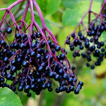 Bodzabogyó és a vírusok